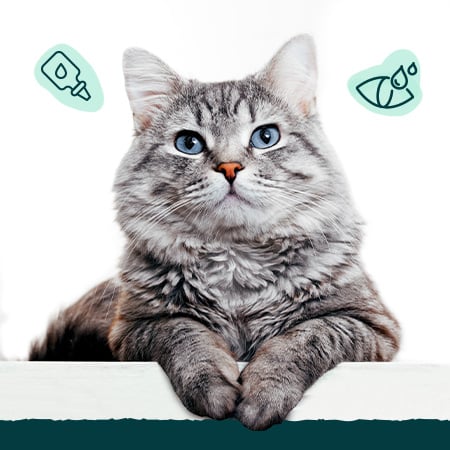 Ojos y oídos